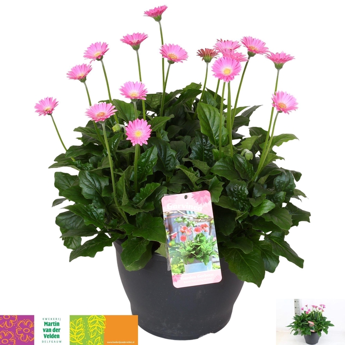 <h4>GERB GARVIN GEM</h4>