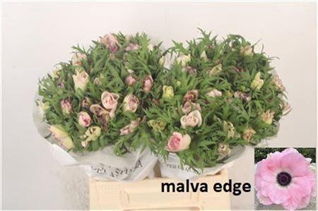 <h4>Anemone Mistral Malva Edge</h4>