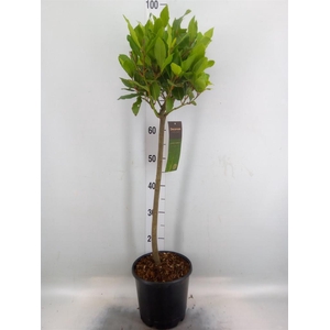Laurus nobilis