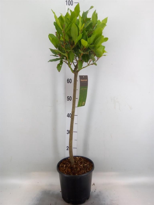 <h4>Laurus nobilis</h4>