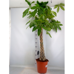 Pachira aquatica