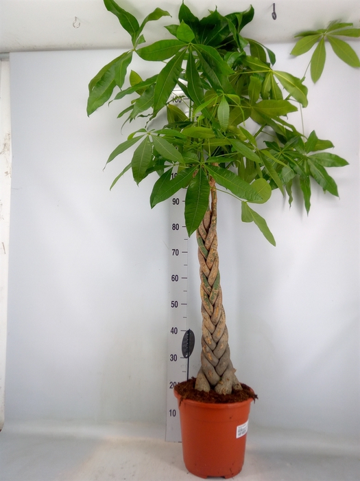 <h4>Pachira aquatica</h4>