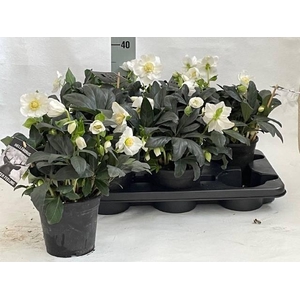 HELL NI WINTER FLEUR