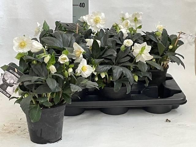 <h4>HELL NI WINTER FLEUR</h4>