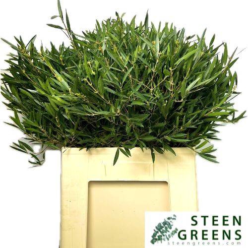 <h4>DECOGROEN OV BS</h4>