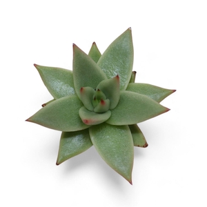 Echeveria Ov