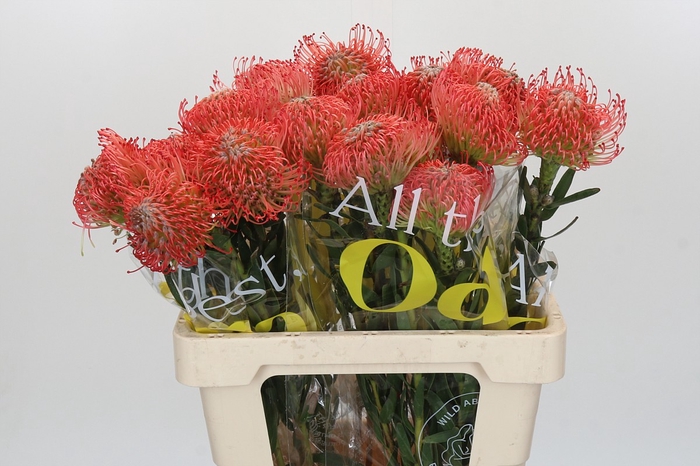 <h4>Nutans Ayoba Pink</h4>