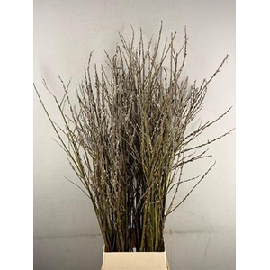 Salix Wilgenkatjes Vertakt