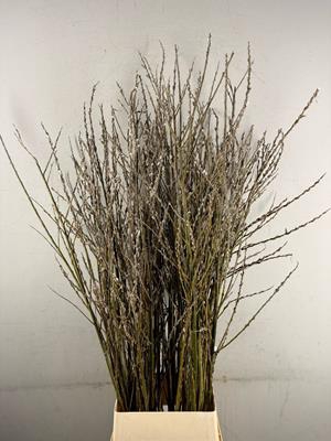 <h4>Salix Wilgenkatjes Vertakt</h4>
