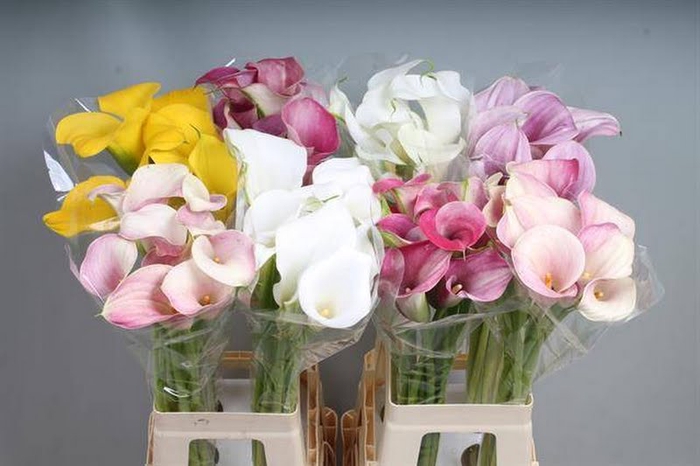 Calla Mix In Bucket A2 Kallaland