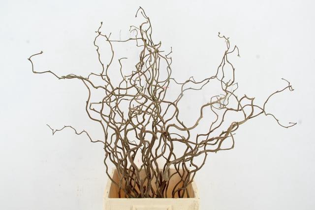 <h4>CORYL AV CONTORTA 2 JARIG 080CM</h4>