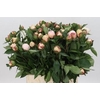 Paeonia Festiva Maxima