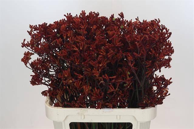 <h4>ANIGOZ RED VELVET</h4>