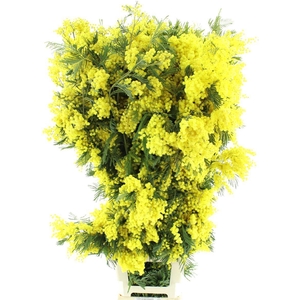 ACACIA GR RETINODES