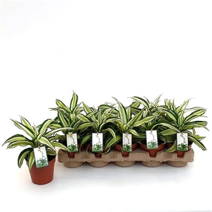Dracaena fra Compacta Grp 'Malaika'