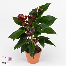 Anthurium andr. 'Otazu'