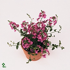 Diascia  'FlyColors Trail Antiq Ro'