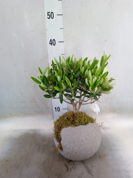 <h4>Arr.   Tuinplanten H%</h4>