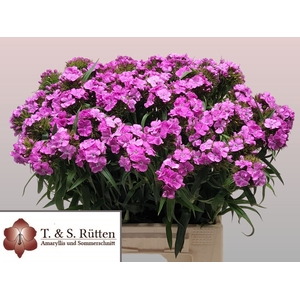 DI BARB B LICHTVIOLE