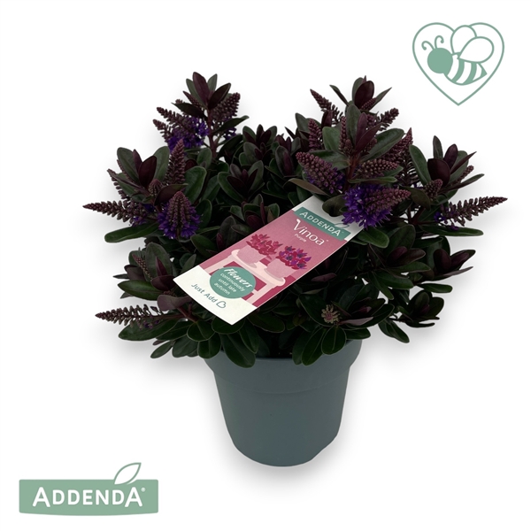 <h4>Hebe Addenda® Vinoa Purple P15</h4>