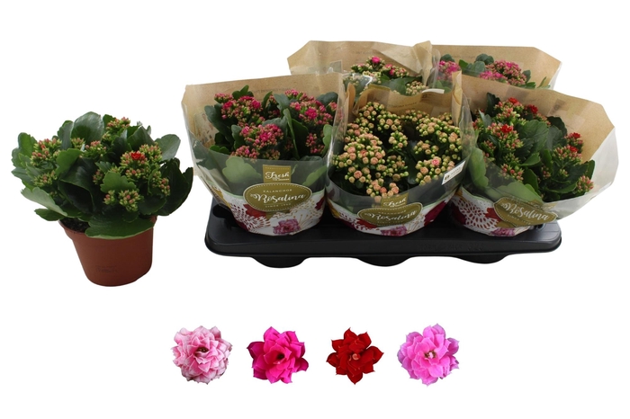 <h4>KAL GE RO GEM 4 KL</h4>