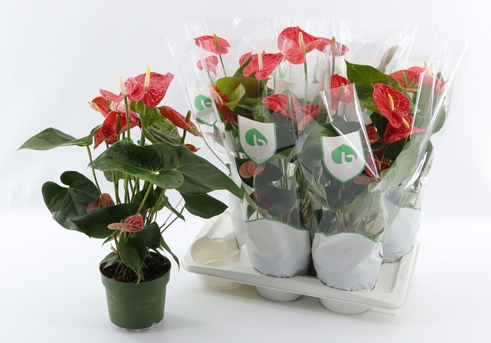 <h4>ANTHU AN MADURAL</h4>