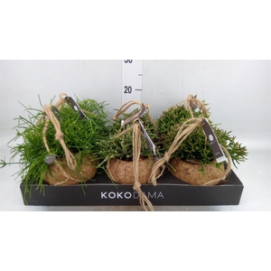 Rhipsalis   ...mix