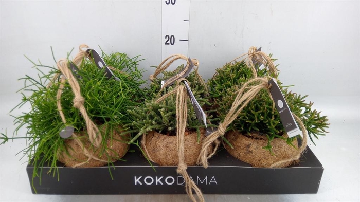 <h4>Rhipsalis ...mix</h4>