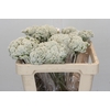 Ozothamnus Booming White