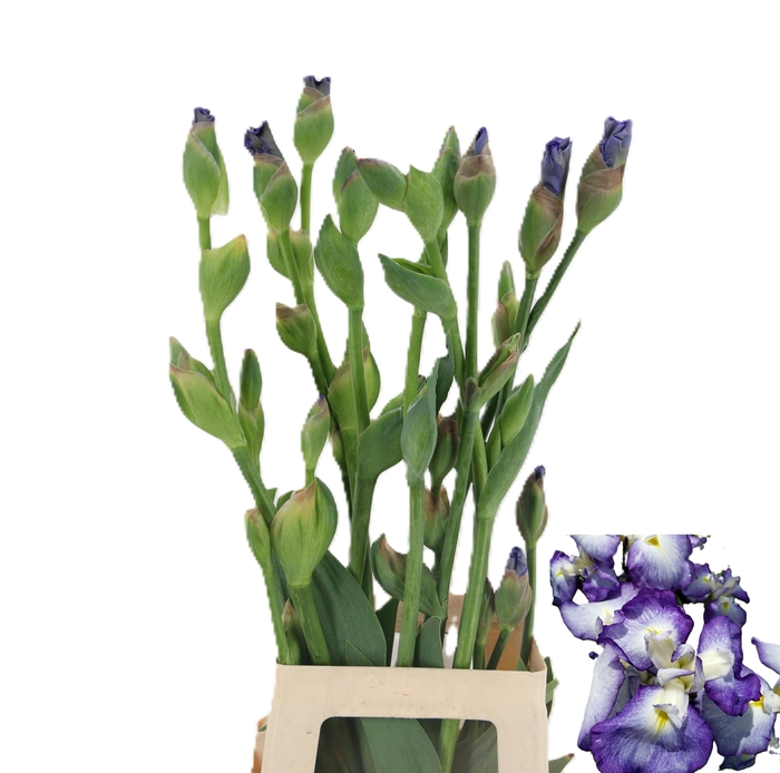 <h4>IRIS BOTANIC BLUE 080CM 225GR XL</h4>