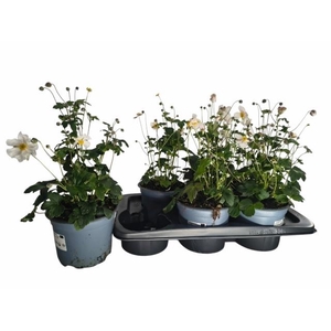 ANEM HUPEHENSIS