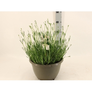 LAVAN IN EDELWEISS
