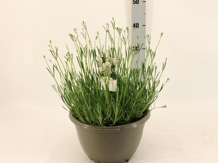 <h4>LAVAN IN EDELWEISS</h4>