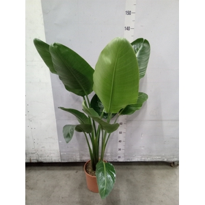 Strelitzia nicolai