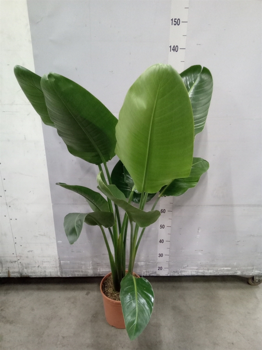 <h4>Strelitzia nicolai</h4>