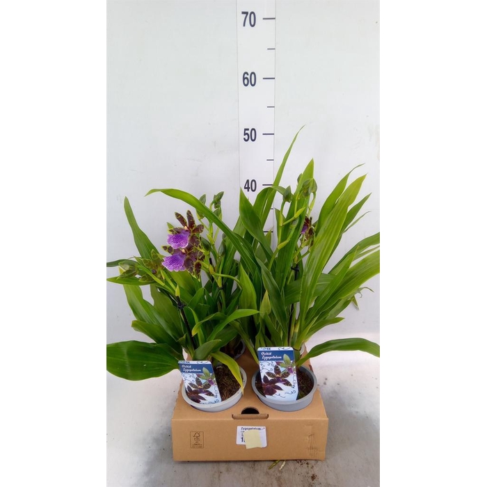 <h4>Zygopetalum  'Louisendorf'</h4>