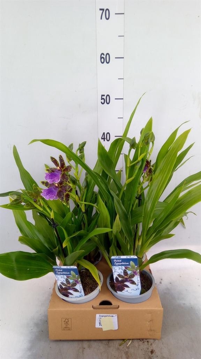 Zygopetalum  'Louisendorf'