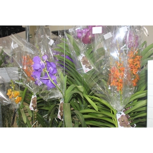 ORQUIDEA VANDA CESTA VAZADA