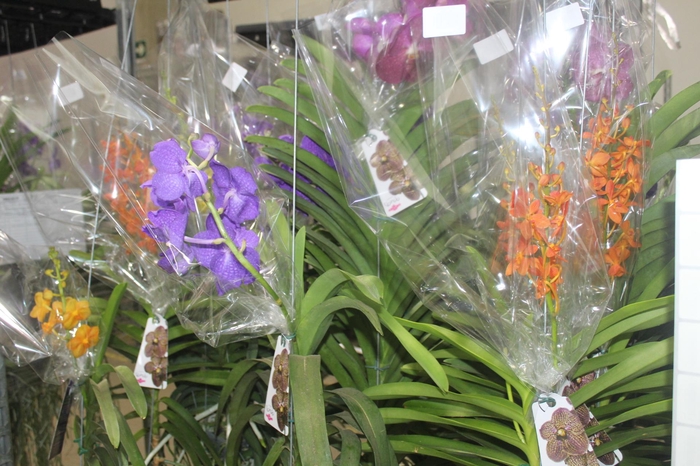 <h4>ORQUIDEA VANDA CESTA VAZADA</h4>