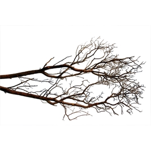 Branch Manzanita H180