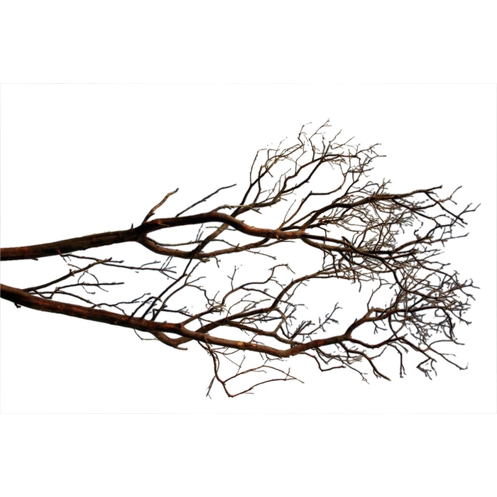 <h4>Branch Manzanita H210</h4>