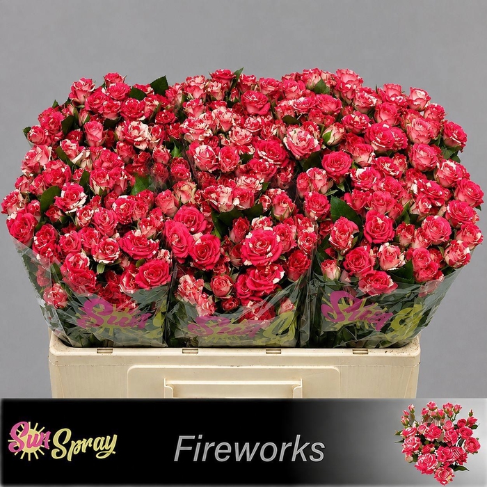 <h4>R TR FIREWORKS</h4>