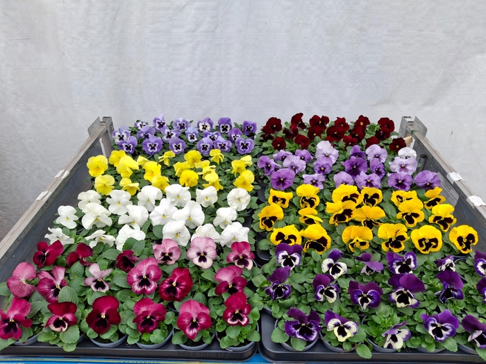 <h4>VIO WI DELTA GEM</h4>