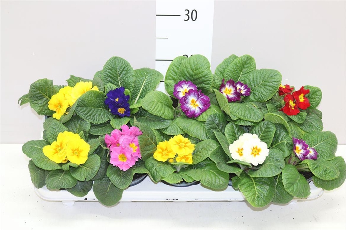 <h4>Primula Acaulis Gemengd</h4>