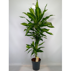 Dracaena frag. 'Cintho'