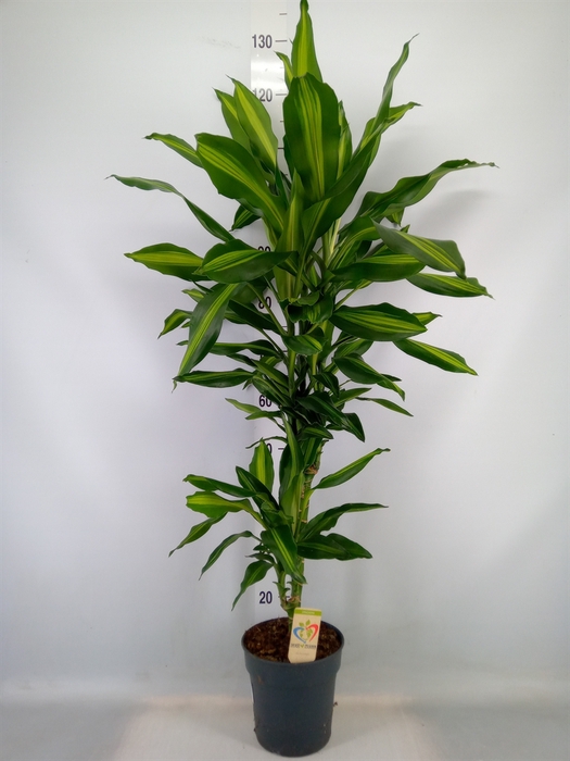 <h4>Dracaena frag. 'Cintho'</h4>