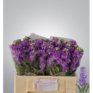 MATTH IMPALA LAVENDE