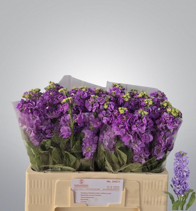 <h4>MATTH IMPALA LAVENDE</h4>