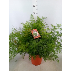 Asparagus dens. 'Cwebe'