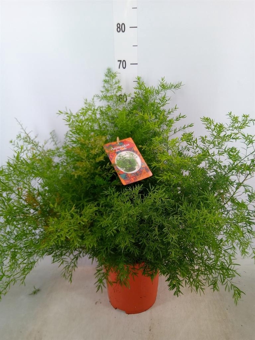 <h4>Asparagus dens. 'Cwebe'</h4>